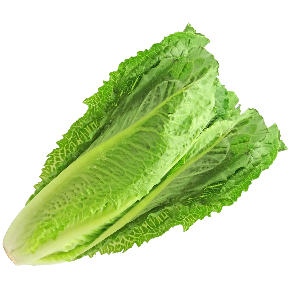 Lechuga larga 1 pza.