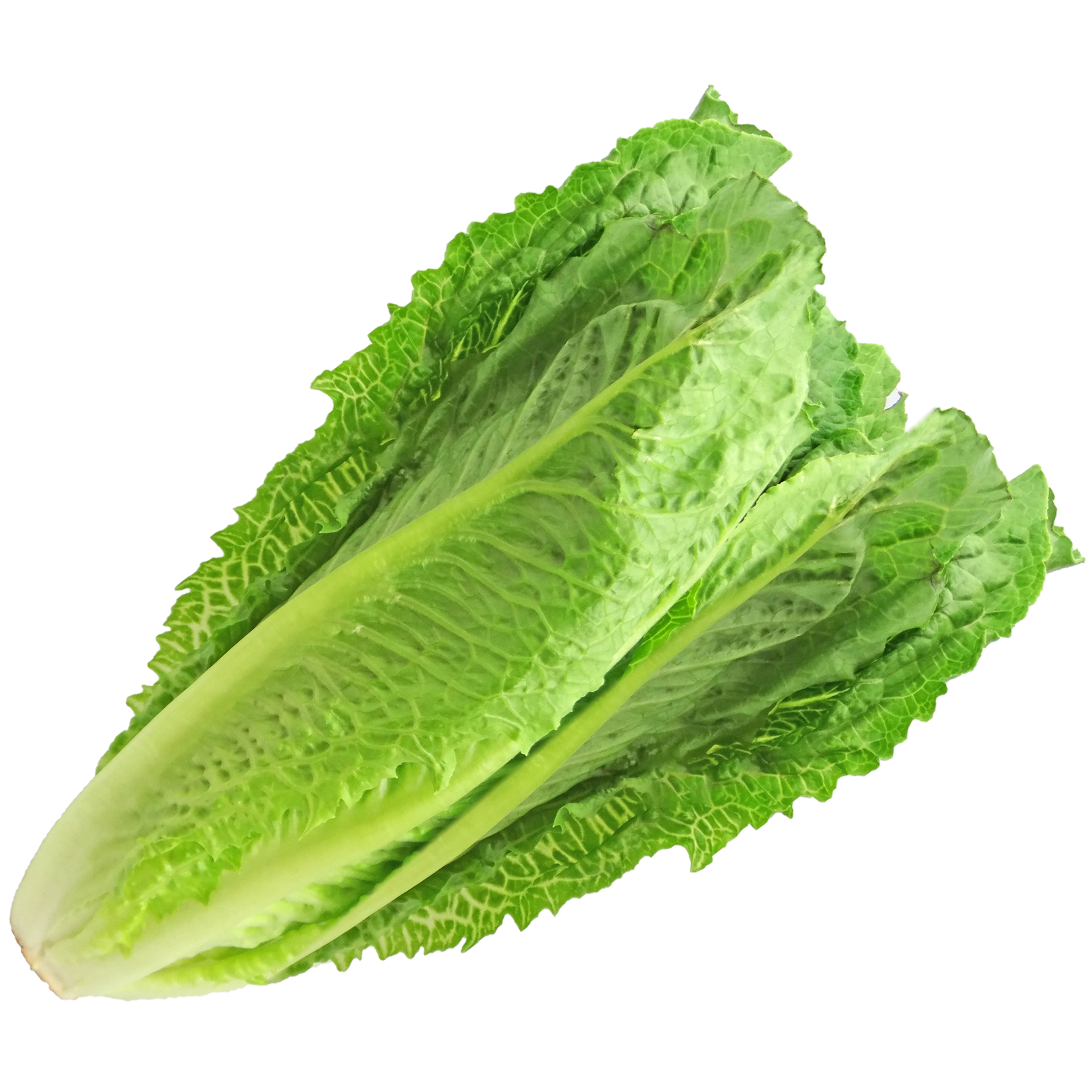 Lechuga larga 1 pza.