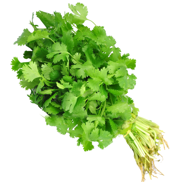 Cilantro 1 rollo
